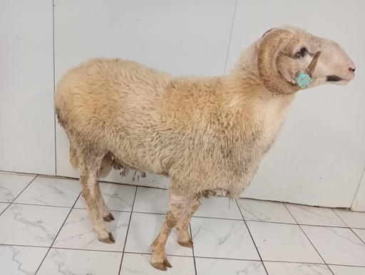 Kurban Kıvırcık Kuzu